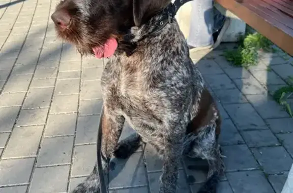 Пропала собака, улица Орджоникидзе, 266, Шахты - немецкий дратхаар - photo