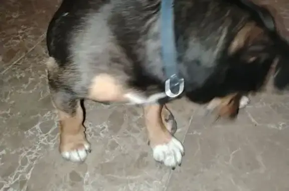 Найдена собака, Сочи, фото: Найдена собака, Субтропическая улица, 6, Сочи - небольшая и дружелюбная