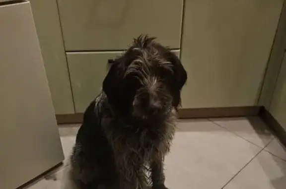 Найдена собака, Тверь, фото: Найдена собака, улица Шишкова, 108А, Тверь - предположительно Дратхаар