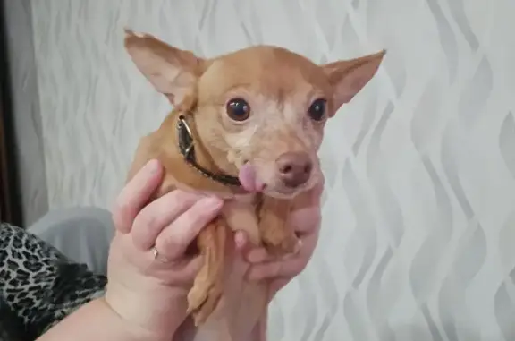 Объявления о пропавших и найденных животных, Сокол, фото: Найден собака, Сокол — коричневый