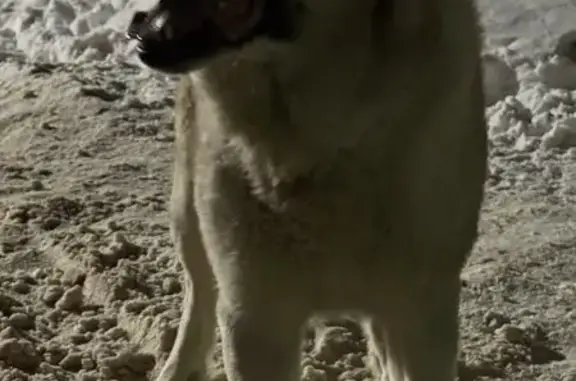 Найдена собака, Владимир, фото: Найдена собака, Офицерская улица, Владимир - под присмотром мужчин и росгвардии