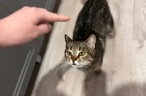 Найдена кошка, Ставрополь, фото: Найдена кошка, Октябрьская улица, Ставрополь - домашняя, приучена к лотку