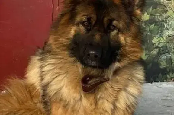 Собаки потеряшки, Курган, фото: Потеряшка собака, девочка, Целинная улица, Курган - немецкая овчарка в красном ошейнике