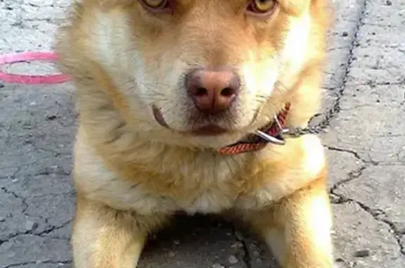 Пропал собака, улица Суворова, 38Д, Саратов - рыжий - photo