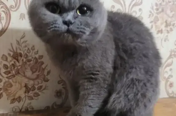 Найдена кошка, Подольск, фото: Найдена кошка, Мраморная улица, 3Б, Подольск - серого окраса, похожа на британскую или шотландскую породу