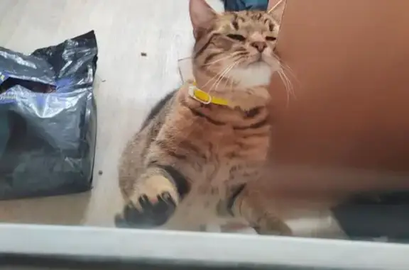 Найденные животные Воронеж, фото: Найден кот, улица Красных Партизан, Воронеж - жёлтый ошейник, ласковый