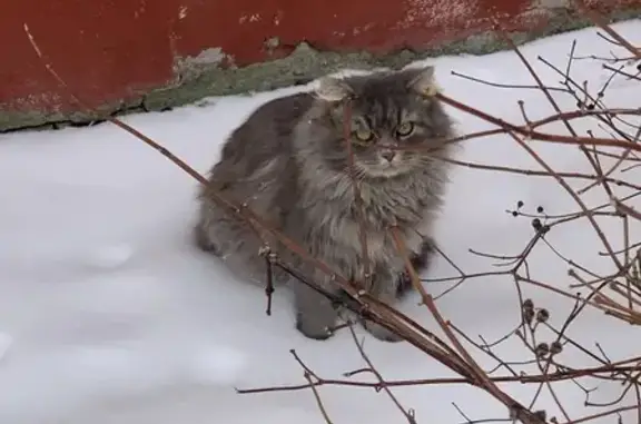 Пропал кот, Гранатная улица, Коломна - серый и пушистый - photo