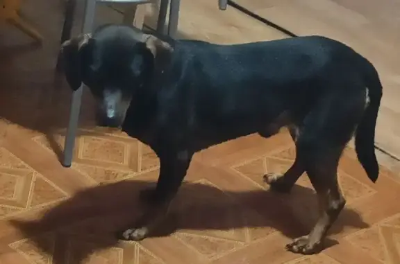 Найдена собака, Тверь, фото: Найдена собака, городской округ Тверь, Тверь - окрас чёрный с коричневым