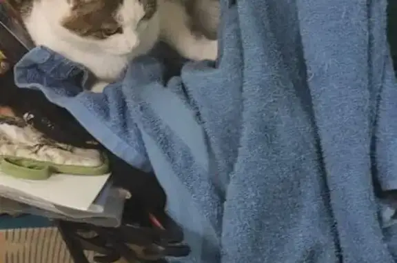 Пропала кошка, Тульская улица, 20, Казань - ласковая, но иногда кусается - photo