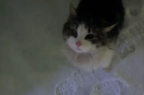 Найденные животные Курск, фото: Найдена кошка, улица Энгельса, городской округ Курск - очень ласковая