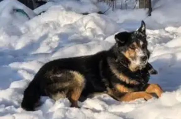 Пропал собака, мужской, Толмачёво, Ленинградская область - помесь овчарки с кожаным ошейником - photo