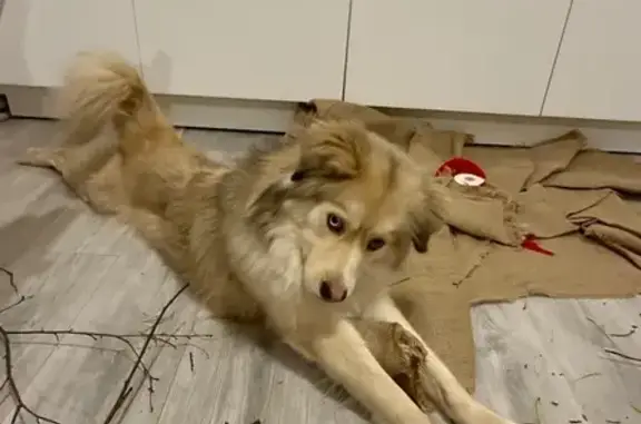 Пропал собака, Куйвозовское сельское поселение, Ленинградская область - кобель, разноцветные глаза - photo