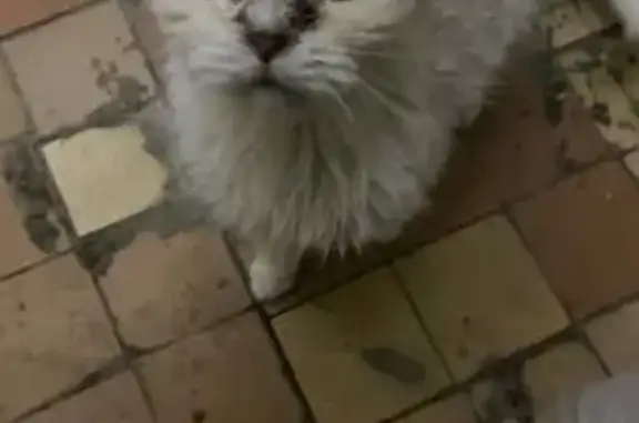 Найдена кошка, Москва, фото: Найдена кошка, улица Ибрагимова, Москва - белая, возможно больна