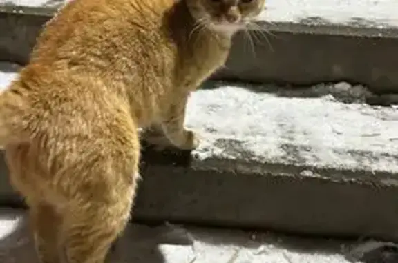 Найдена кошка, Иваново, фото: Найден кот, Мопровская улица, 11, Иваново - ручной и домашний