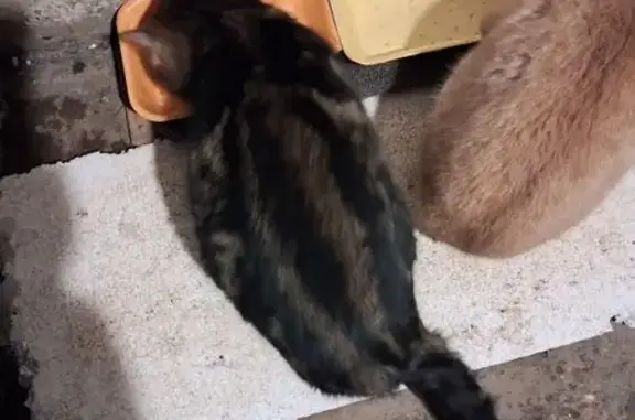 Найдена кошка, Заволжский, фото: Найдена кошка, 24, Заволжский, Заволжский - окрас коричневый, похож на жемчужный