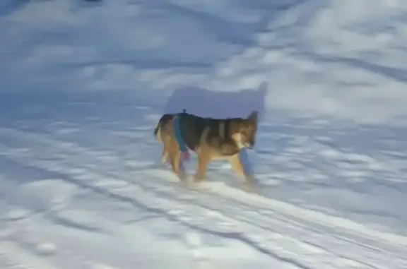 Найдена собака, Кирово-Чепецк, фото: Найден собака, Кирово-Чепецк, Кировская область