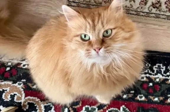 Найдена кошка, Кузнечики, фото: Найдена кошка, Парковый проезд, 8Б, Кузнечики - огненно рыжая, похожа на сибирскую