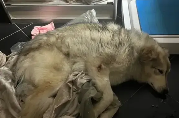 Найденные животные Рязань, фото: Найден собака, Мещёрская улица, городской округ Рязань - серый, пушистый, молодой