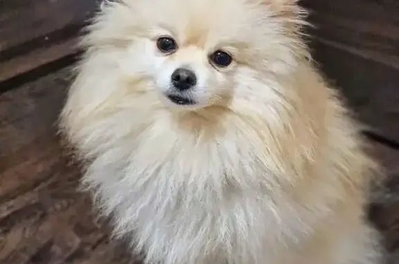 Пропал собака, улица Гагарина, Колодезный - очень дружелюбный - photo