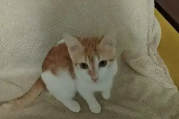 Пропала кошка, улица Евдокимова, Ростов-на-Дону - кормящая, отзывается на фррр - photo