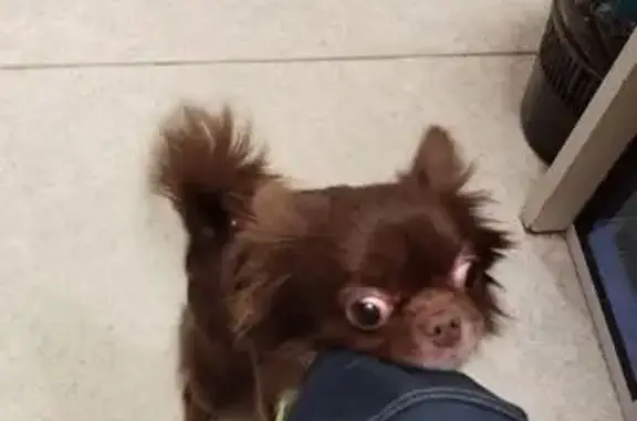 Найдена собака, Шушары, фото: Найден собака мужской, «Нева», Шушары - чихуахуа коричневый, пучеглазый