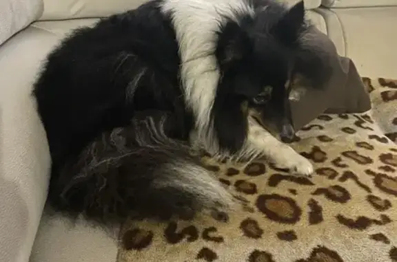 Пропала собака, улица Маршала Баграмяна, Калининград - чёрная с белым воротником - photo