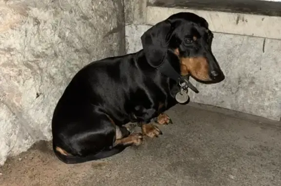 Найдена собака, проспект Ленина, 25, Зеленогорск - чёрная такса с ошейником - photo