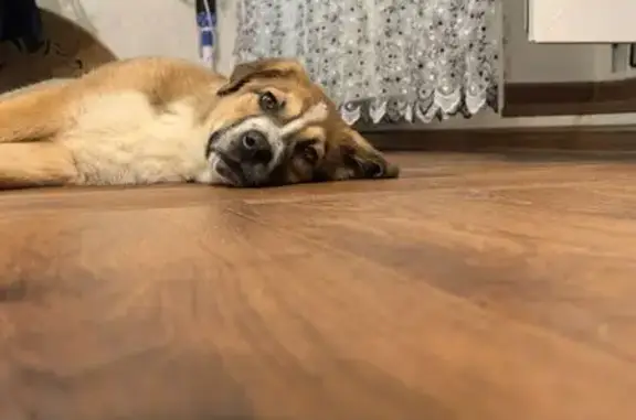 Найдена собака, Тюмень, фото: Найдена собака, Западносибирская улица, 22 к10, Тюмень - коричневая девочка