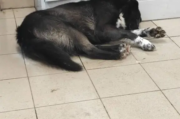 Найдена собака, Крутые Выселки, фото: Найдена собака, Крутые Выселки, Тамбовская область