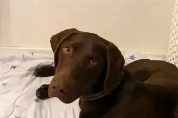 Найдена собака, Краснодар, фото: Найден собака, Таманская улица, 153 к6, Краснодар - шоколадный курцхаар с ошейником