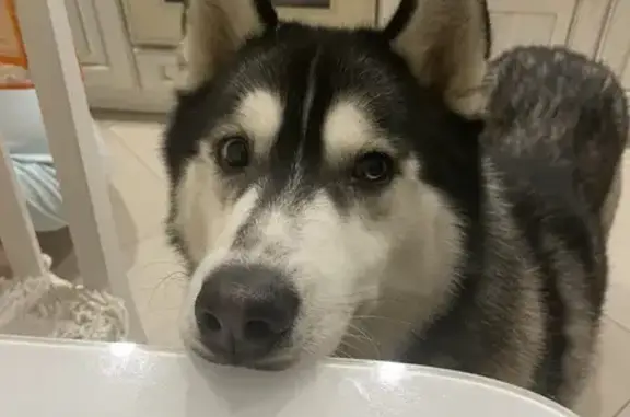 Пропал собака, Юваново, Чувашия - глаза разные - photo