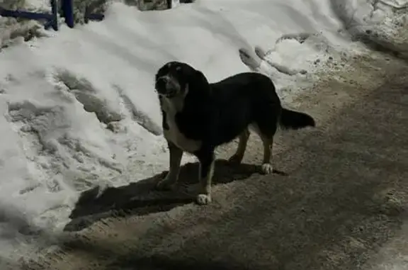 Найдена собака, Уфа, фото: Найдена собака, Восточный выезд из Уфы, Уфа