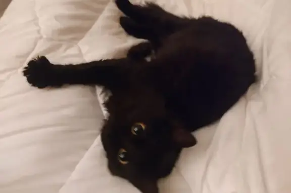 Найдена кошка, Москва, фото: Найдена кошка, Звенигородская улица, 11, Москва - домашняя, ласковая