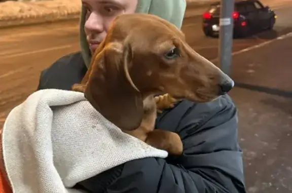 Найдена собака, Москва, фото: Найдена собака, рыжий кабель такса, улица Народного Ополчения, Москва