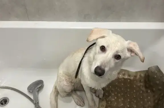 Найдена собака, Спортивная улица, 62, Калининград - белый окрас - photo