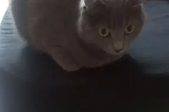 Найденные животные Горно-Алтайск, фото: Найдена кошка, Тугаинская улица, 9, Горно-Алтайск - ухоженная и ласковая