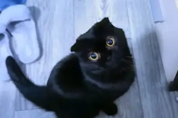 Пропала кошка, улица Пчелина, 51, Волгоград - британская вислоухая, черная - photo