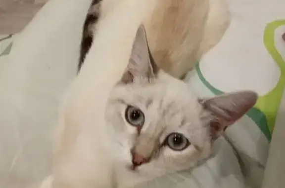 Пропала кошка, улица Диктора Левитана, 48, Владимир - белого цвета, голубые глаза - photo