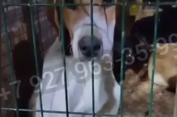 Найдена собака, Уфа, фото: Найден собака, Уфа, Башкирия - мальчик породы гончая