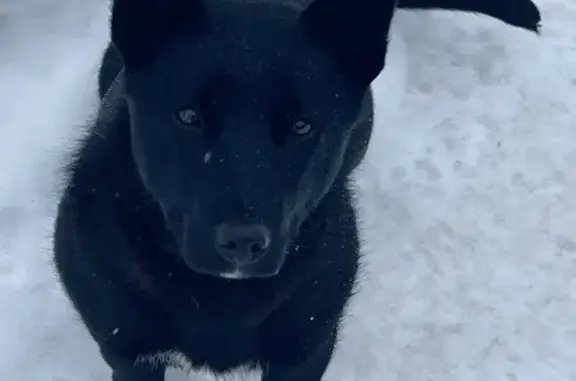 Пропал собака, мужской, Сиреневая улица, Новосибирск - черного цвета, короткие лапки - photo