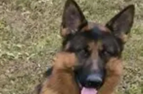 Пропала собака, Галкинское сельское поселение, Свердловская область - две овчарки, чёрная и чепрачный - photo