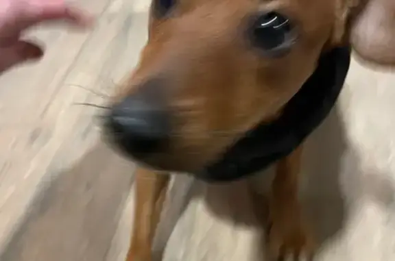 Найдена собака, Стрельна, фото: Найден собака, улица Константина Тимошинина, Стрельна - рыжий, в красном комбинезоне