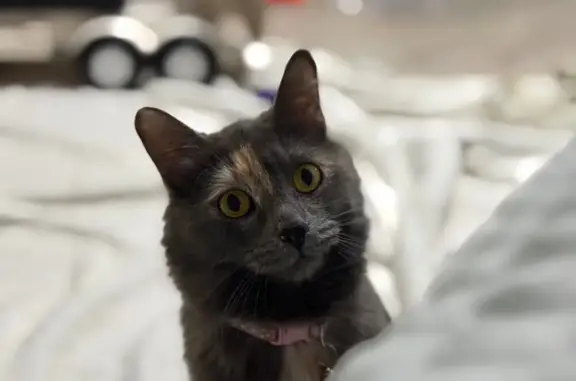 Кошки потеряшки, Астрахань, фото: Потеряшка кошка, улица Яблочкова, 34, Астрахань - ласковая и добрая