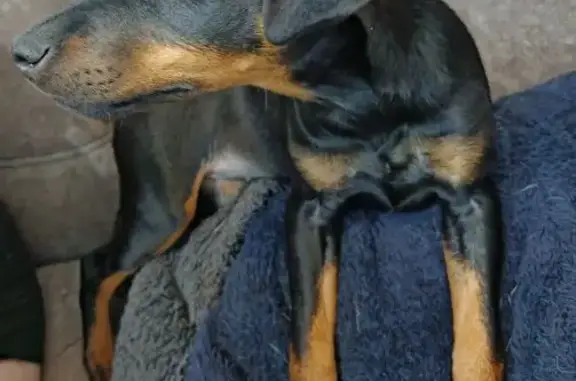 Собаки потеряшки, Балаково, фото: Потеряшка собака, девочка, улица 30 лет Победы, 37А, Балаково - ягд-терьер, черного окраса с рыжими лапками