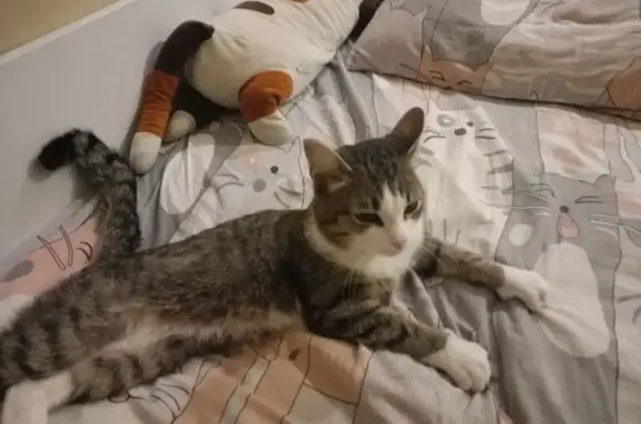 Пропал кот, Светлая улица, 30, Зональная Станция - белая грудь, полосатый - photo