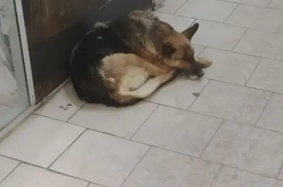 Потерянные животные Тогучин, фото: Пропала собака, улица Володарского, Тогучин - немецкая овчарка с ошейником