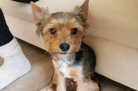 Найдена собака, мужской, улица 2-я Линия, 119А, Омск - йорк без ошейника - photo