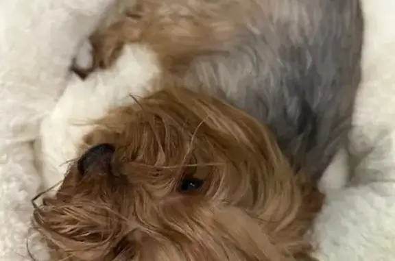 Найдена собака, Волгоград, фото: Найдена собака, Куйбышевская улица, 24А, Волгоград - йорк с хвостиком