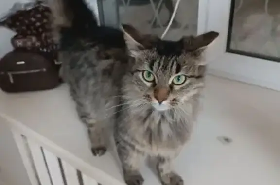 Пропала кошка, улица Гагарина, 19, Ковров - тёмно-коричневая и ласковая - photo