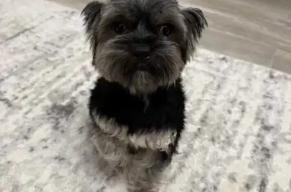 Пропал собака, улица Полянка, 7В, Селятино - серенький усатый - photo